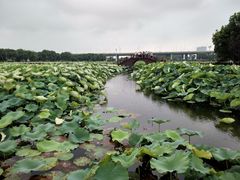 -荷塘月色湿地公园·向阳花洲