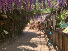 -呀路古热带植物园