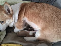 -喜洋洋宠物医院(震川路总店)