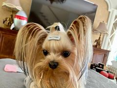 -欧奕国际动物医院