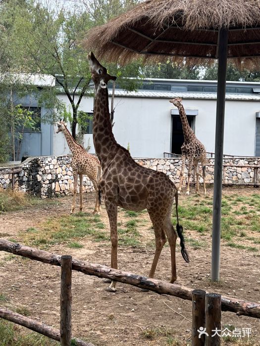 北京野生动物园图片