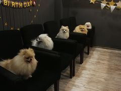 -百好乐宠物友好餐厅(朝外大街店)