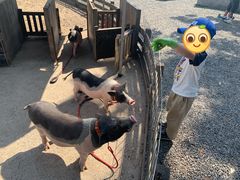-前小桔亲子创意农场·草莓采摘·露营烧烤