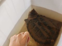 -灵龟之家百象馆(百象馆联合旗舰店)