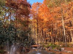 -上海共青森林公园