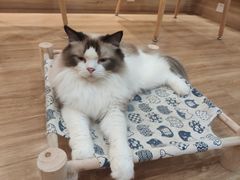 -滚猫咖啡·猫咖·猫友好撸猫(未来城店)