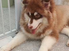 -Let's go狗咖·猫咖·奶狗·桌游(春熙路IFS店)