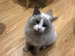 -Pets First伊珊娜洗护·精致美容·家庭式寄养(新会路店)