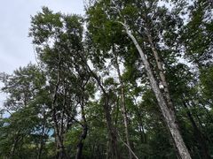 -帽儿山风景区
