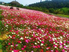 -径山花海