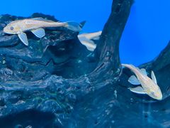 -御唐府海珊瑚主题餐厅