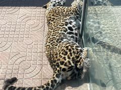 -西霞口神雕山野生动物世界