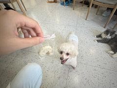 -喵园·猫主题咖啡厅·撸猫·猫咖(国贸店)