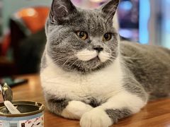 -猫小院猫主题餐厅(三里屯店)