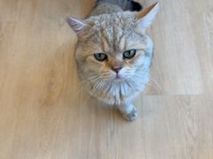 -有喵·猫咖·狗咖·40+猫狗有小奶狗(岗厦店)