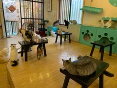 大堂-萌喵咖啡屋(人民东路4号口M16商铺店)