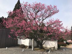 -醍醐寺