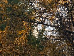 -四川大学(华西校区)