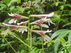 -西岭雪山大飞水景区