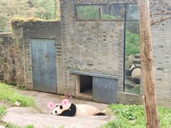 -都江堰中华大熊猫苑