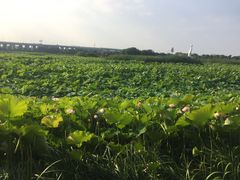 -荷塘月色湿地公园·向阳花洲