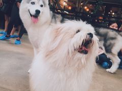 -TrueLove @ Neverland (Husky Cafe)