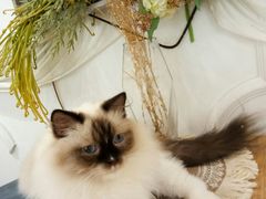 -共舞时光猫咖·狗咖(新街口店)