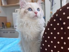 -瑞派·关忠动物医院·猫专科·犬专科(三环新城店)