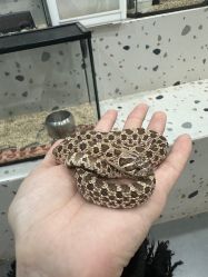 -Moni星球萌宠·小马宝莉·灵蛇·高端高阶全萌宠互动体验俱乐部(红豆国际广场店)