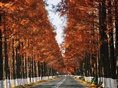 -黄海国家森林公园