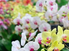 -双季花艺园艺市场(浦东店)