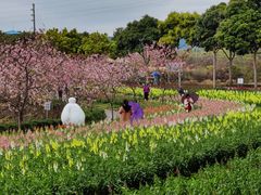 -天适樱花悠乐园