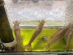 -来之顺海鲜菜馆·青岛菜·始于1993(栈桥店)