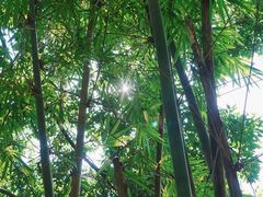 -深圳仙湖植物园