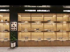 -欣宠猫屋·矮脚拿破仑·蓝金金渐层