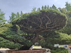 -水绘园