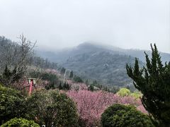 -盛世牡丹苑生态文化旅游区