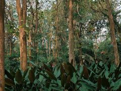 -中国科学院西双版纳热带植物园