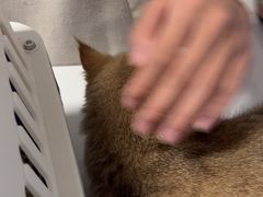 -瑞派福兴宠物医院犬猫全科·骨科·中西医结合(河东店)