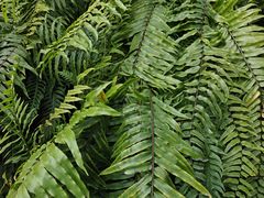 -国家植物园南园