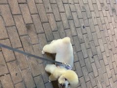 -创凡宠物医院·骨专科  猫科中心(西乡分院)