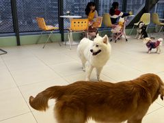 -怪兽屋·羊驼·猫咖·狗咖(俊华广场店)