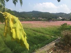 -红山村