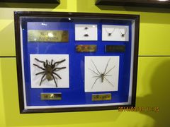 IMG_2823-上海昆虫博物馆