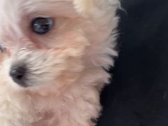 -瑞鹏瑞爱宠物医院·全科·猫科·血液透析中心(龙头寺店)