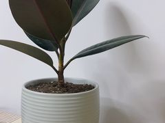 -鹿岛生活(熙地港店)