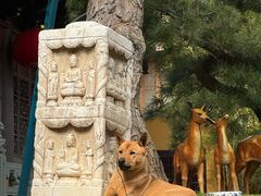 -龙华素斋(龙华路店)