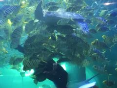 -洛阳龙门海洋馆