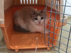 -伟伟宠物医院·CT影像中心·瑞派犬猫综合性门诊(汉口总院)