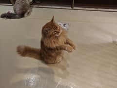 -藏猫猫咖啡主题馆(中央大道店)